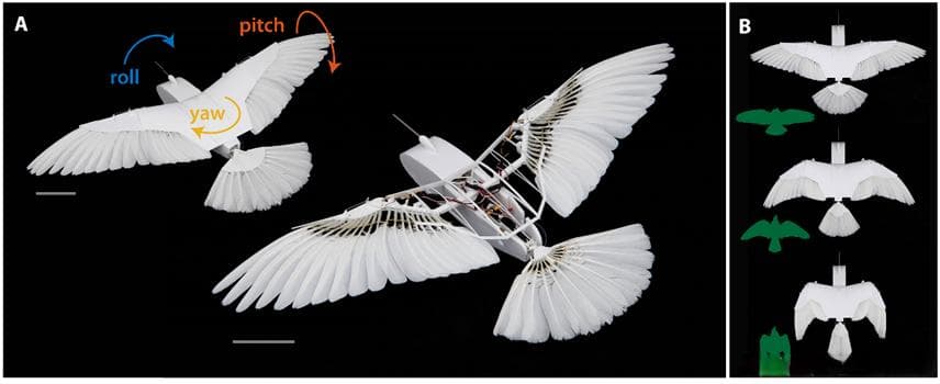 模仿鸟类飞行：PigeonBot II的无舵飞行探索之路