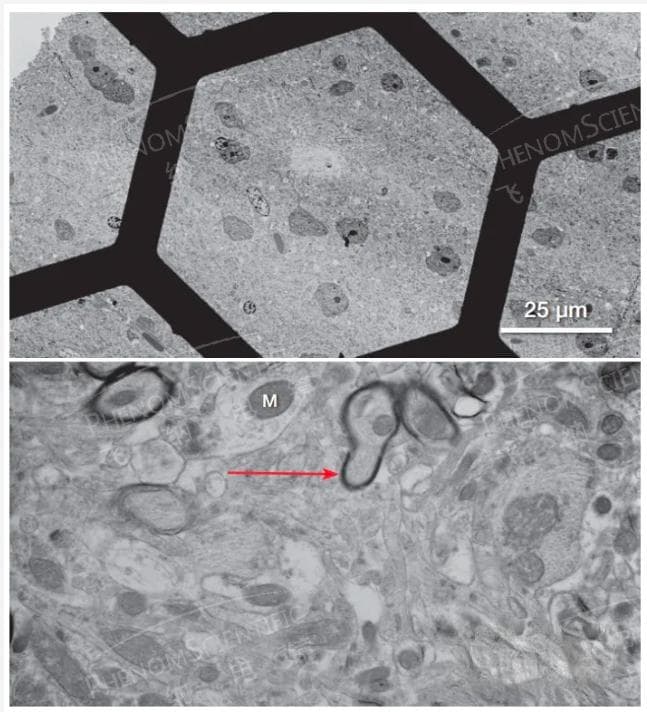 台式场发射扫描-透射（SEM—STEM）电子显微镜应用案例分享