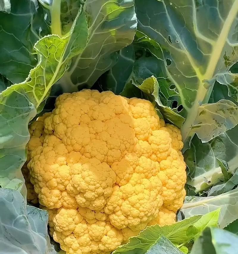 菜花在花卉语言中代表什么？