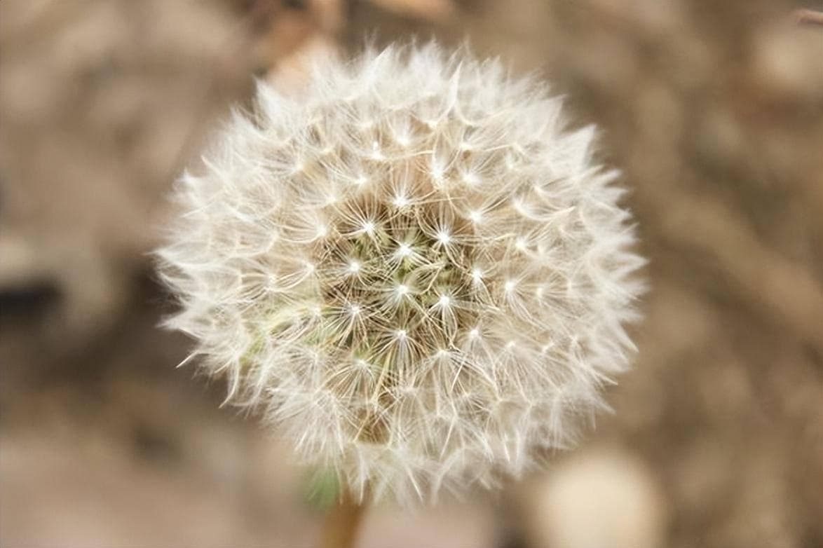 蒲公英2天内杀死98%的癌细胞？提醒：真正治癌的是这3味中药