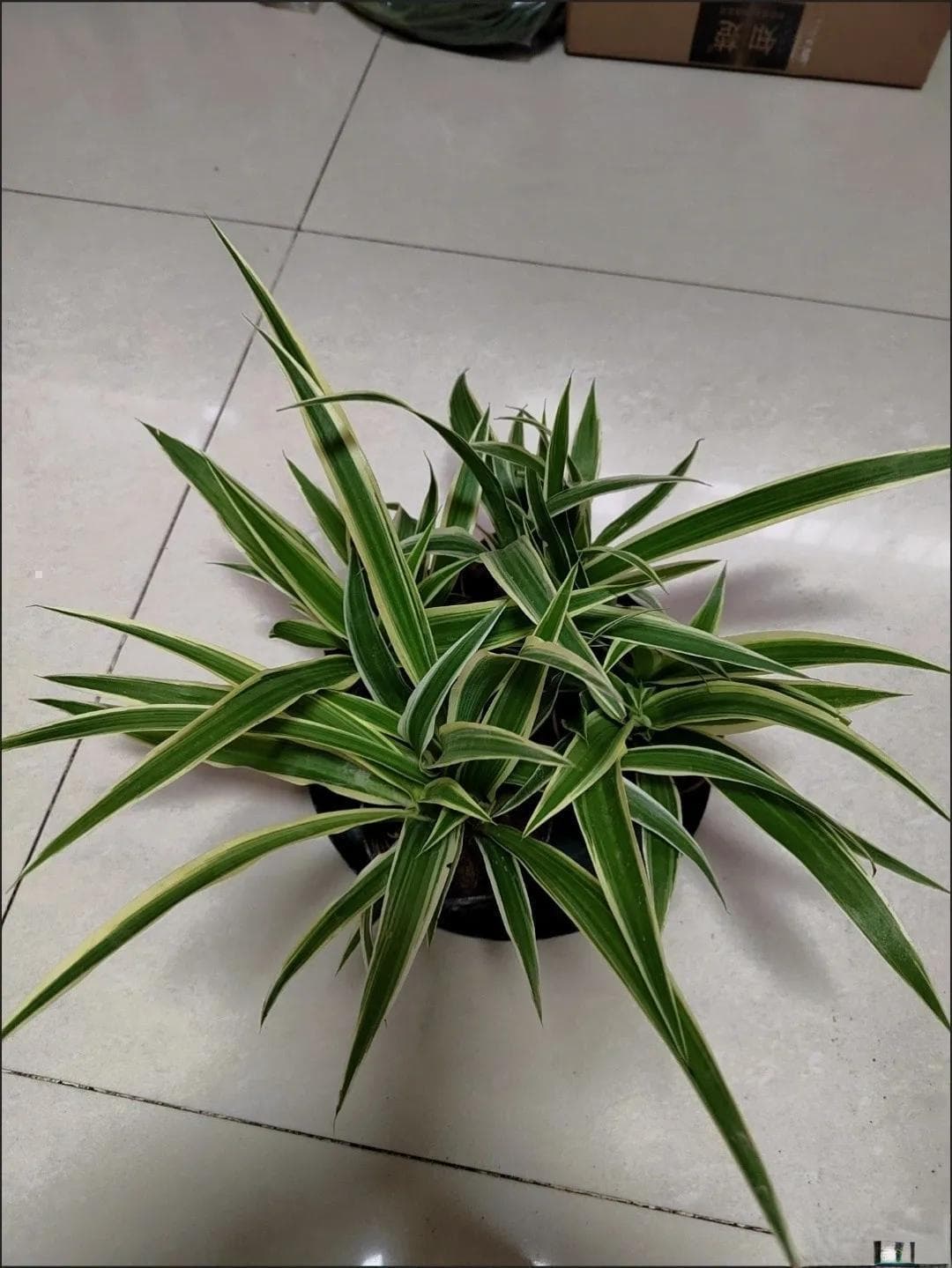 室内植物达人必备：超实用绿植挑选指南！