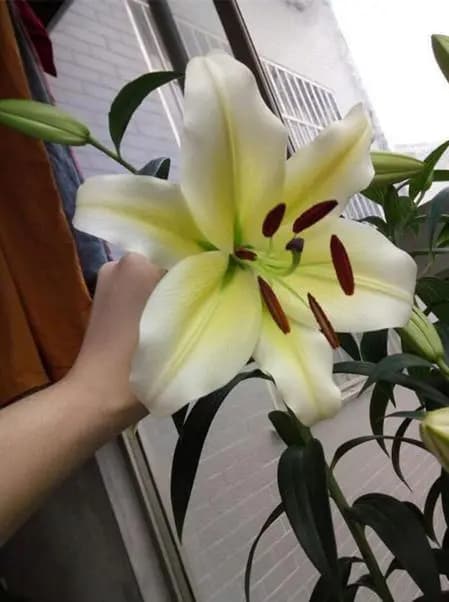 盆栽百合花种植全攻略：从栽种到繁殖的实用技巧