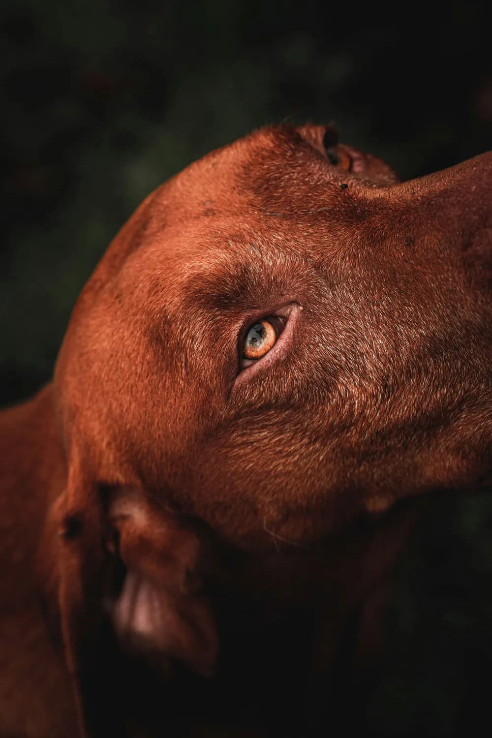 潮汕五红犬：提升家庭幸福感的秘密武器