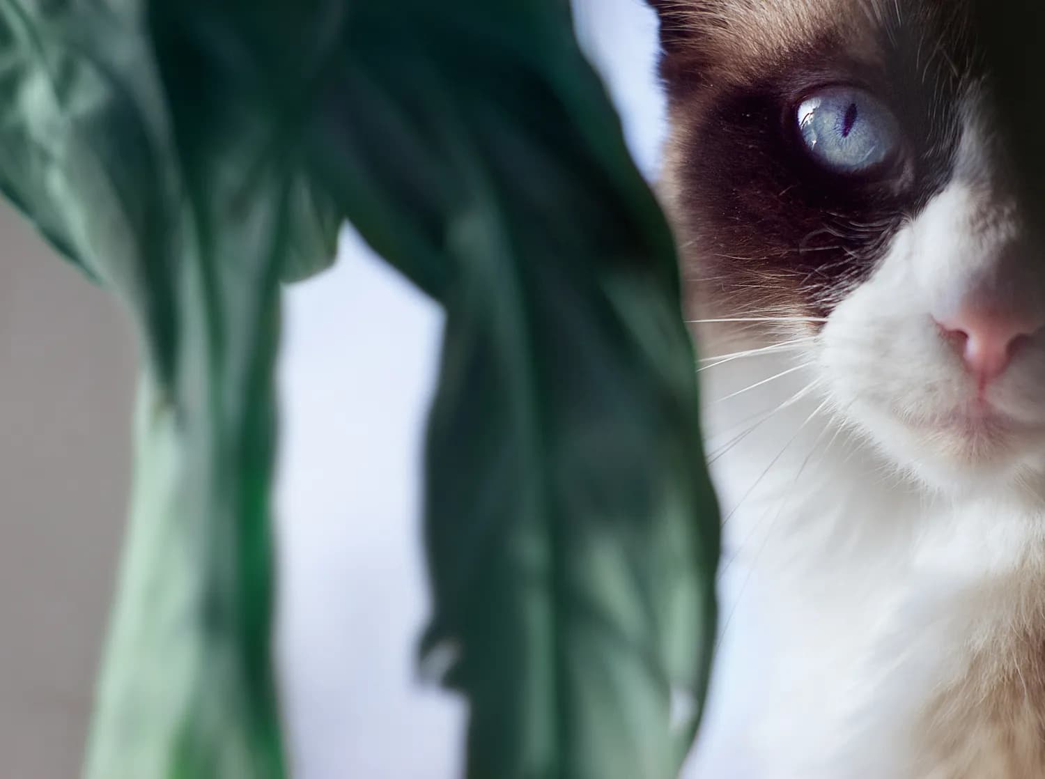 《京剧猫》：用动漫传承国粹