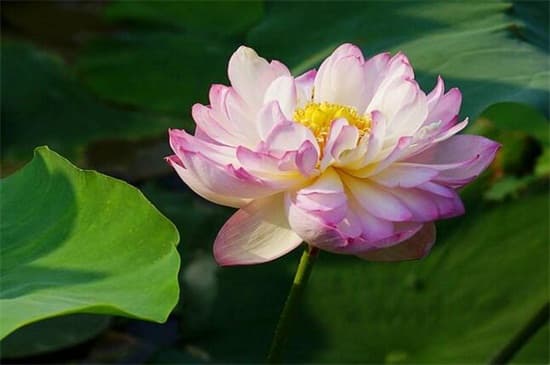 植物种子的五种传播方式：从水流到动物助力