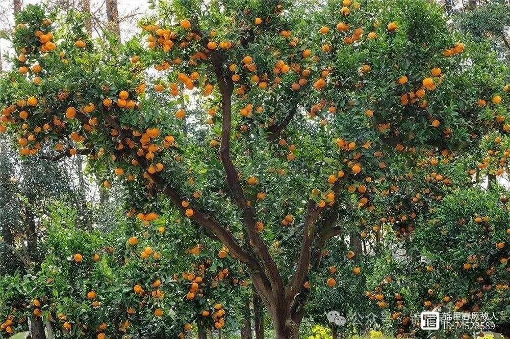 香雾噀人咏柑橘