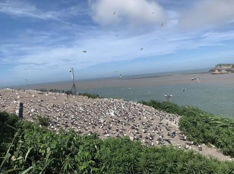 海岛“最诗意岗位”今年启动招募志愿者 海鸟监测志愿者：看到幼鸟孵化感到很开心