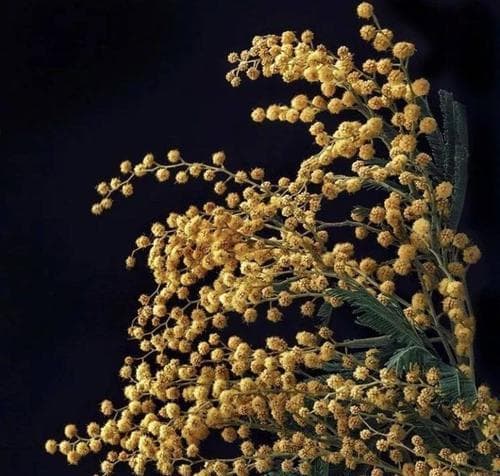六月菊花语与人生意义（探索六月菊的象征与内涵）