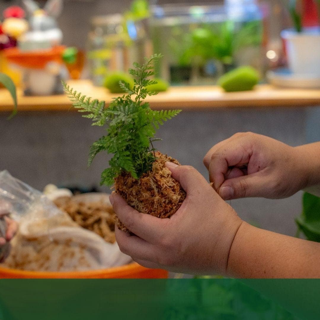 苔球装饰的艺术：打造绿色生活的全面指南