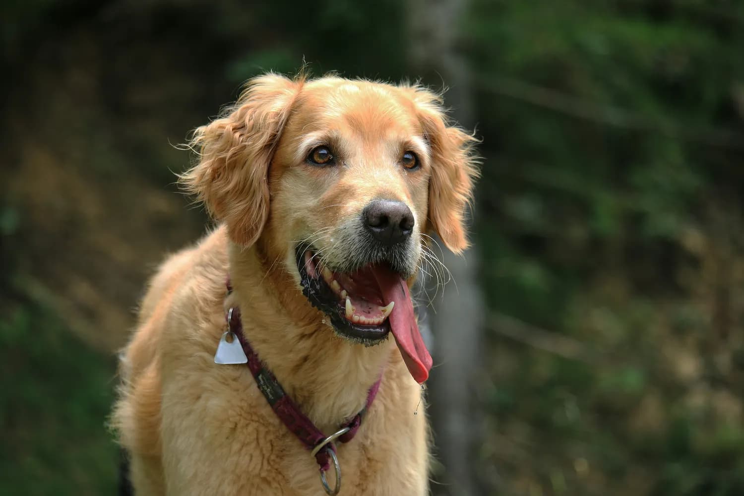 金毛犬健康指南：如何快速识别健康问题？