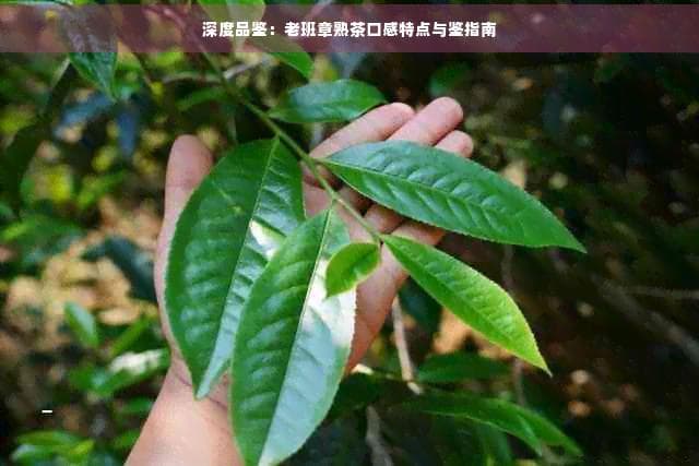 深度品鉴：老班章熟茶口感特点与鉴赏指南