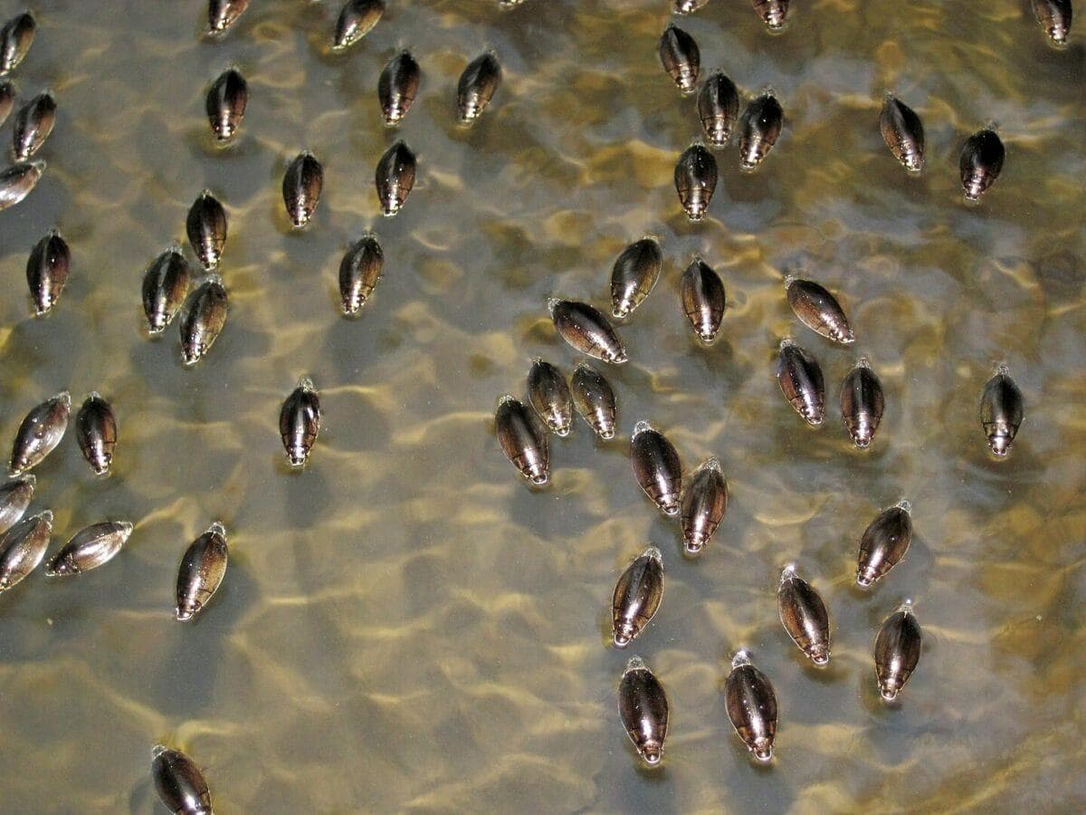 揭开旋转甲虫的速度秘密：最快的水生昆虫