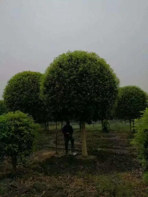 桂花病虫害识别与防治全攻略