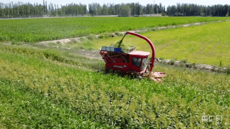 高蛋白桑根草落户库车，一年可收四五茬