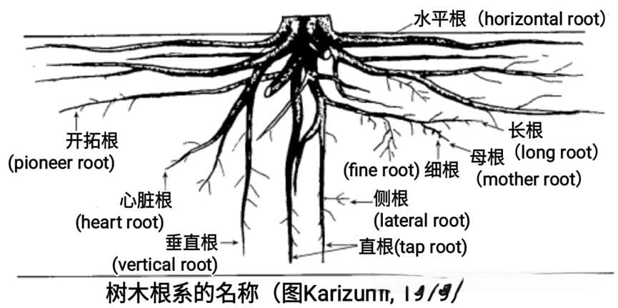根的构造及种类