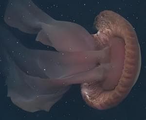 揭秘神秘的冥河水母：深海中的巨型浮游生物