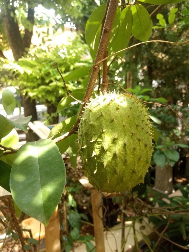 释迦果是什么季节的水果，释迦果有什么功效与作用？