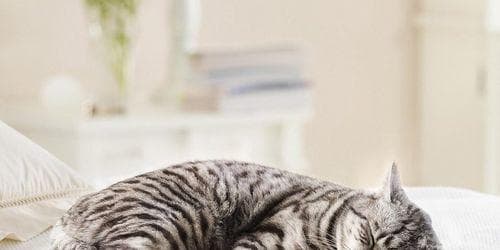 小猫睡觉的最佳选择（从宠物床到自制窝）