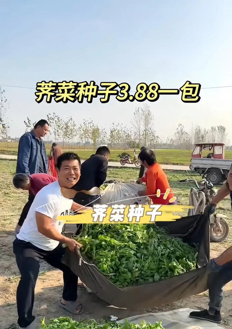 芥菜的种植技巧与注意事项：从播种到收获的全程指南