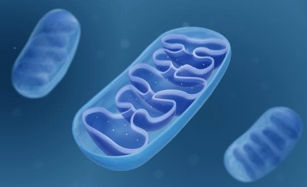 解码NAD+：抗衰老的科学与迷思