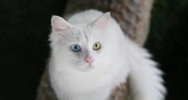土耳其梵猫百科全解——世界上最贵的猫（探索土耳其梵猫的神秘魅力）