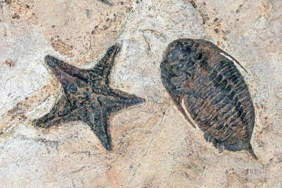 海星——一种慢条斯理的海洋生物