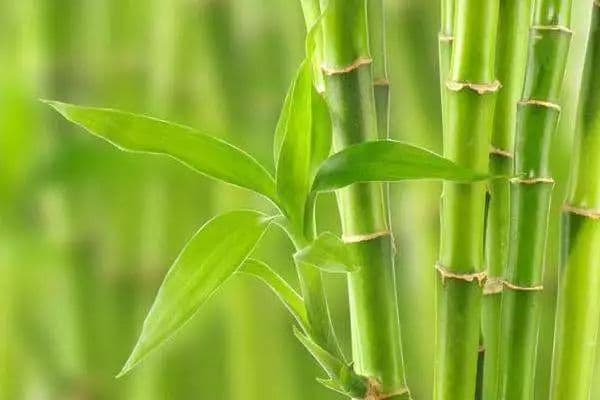 富贵竹：一种具有观赏和环保价值的龙舌兰科植物