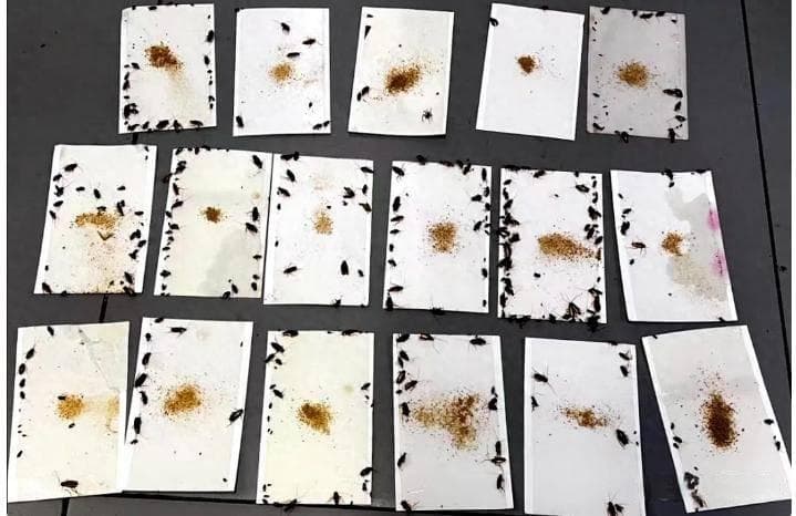 阻截入侵：大连海关截获德国小蠊千余只，近年截获数量最多一次