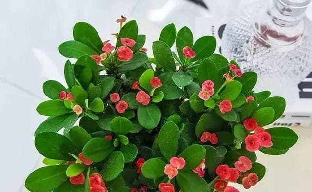 冬天家中养花指南（15种适合冬季养殖的花卉推荐）