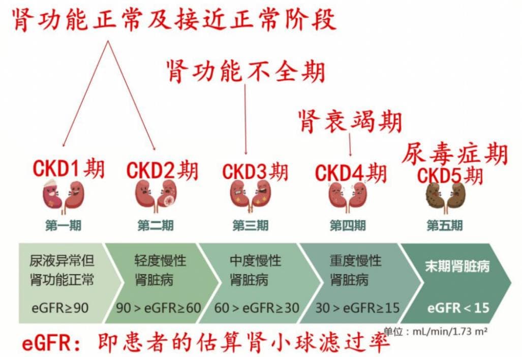 估算肾功能eGFR，更准确的方式来了!