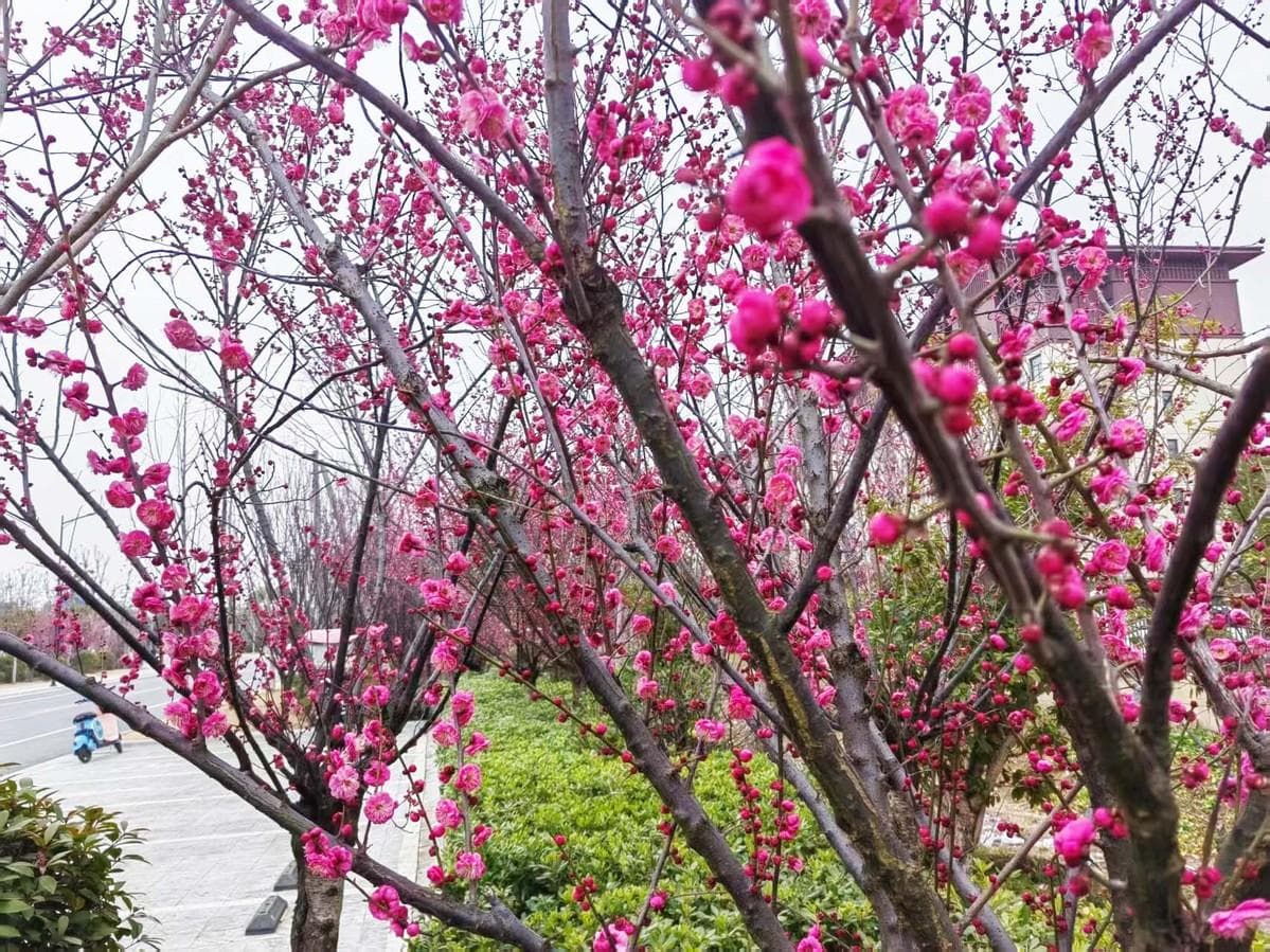 河南淮滨：春日焕生机 出游正当时