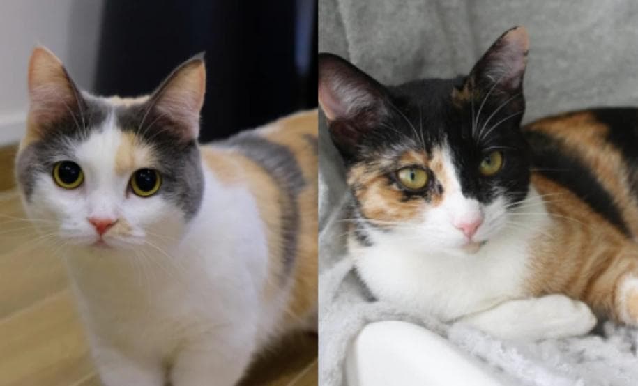 全网有一半三花猫确诊是彩狸？如何区分？