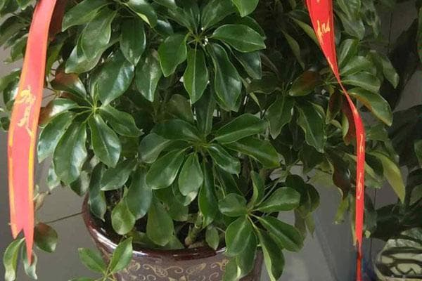 摇钱树的养殖方法和浇水
