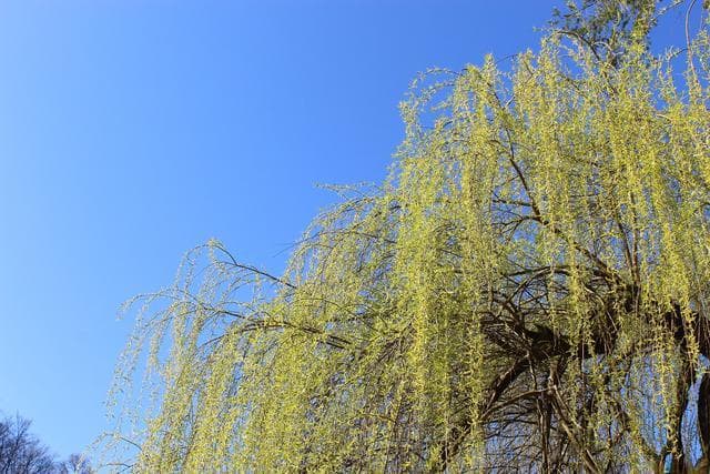 数九至九九：春耕将启，诗词里的农事与节令