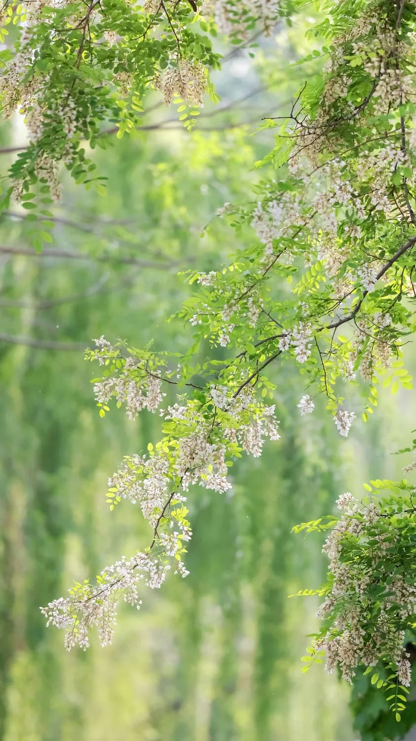 槐花粥：牛皮癣患者的食疗新选择