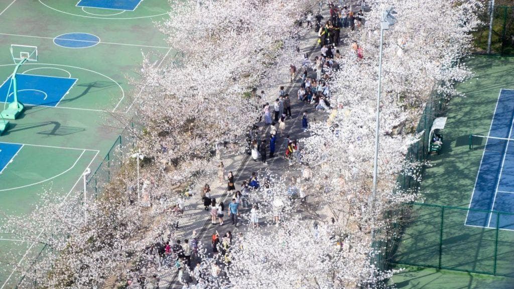 上海免费赏樱花地点大全（更新中）