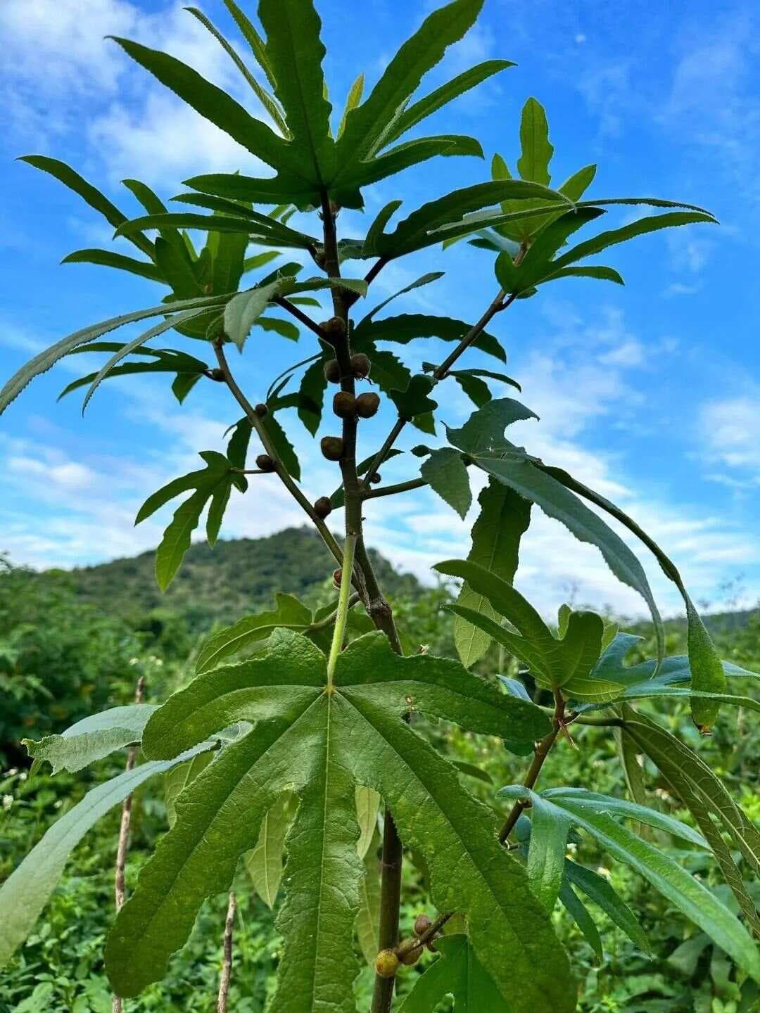 【中药材科普】每天认识一味中草药-五指毛桃