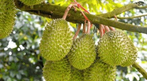 严查！越南榴莲、菠萝蜜再爆重金属超标！海关将逐批检验