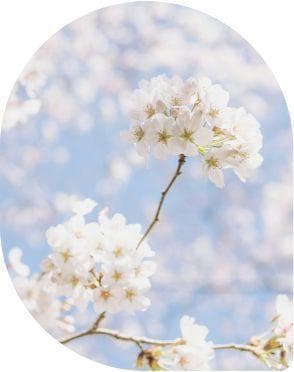 4个科学理论帮你理解桃花的魅力
