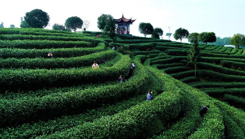 千年早茶向新求变