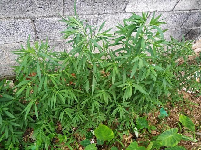 这种苦凉性野菜，清热又利湿，凉拌、包饺子都很美味，3月吃正合适
