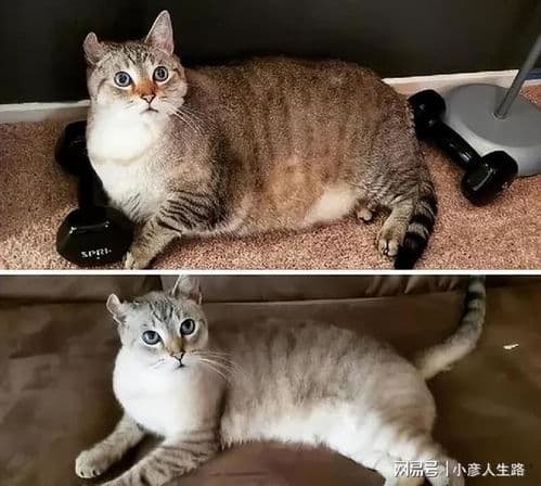 猫咪食量：体重×30克/天，适量增减。