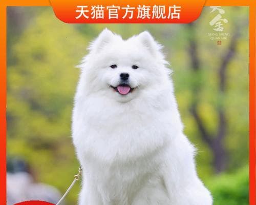 微笑天使萨摩耶日常饲养全指南（了解如何照顾你的萨摩耶，让它一直微笑着）