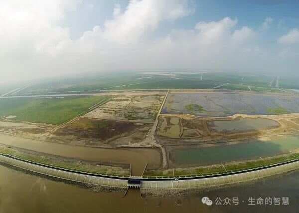 中国海岸线的生态重塑：海堤建设的双刃剑