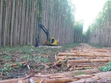 桉树作为生物质：优势、挑战和可持续应用