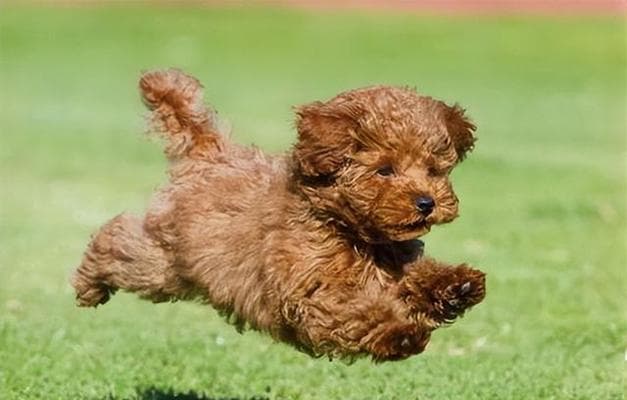 泰迪犬训练教学（培养听从、干净和社交能力的泰迪犬训练法）
