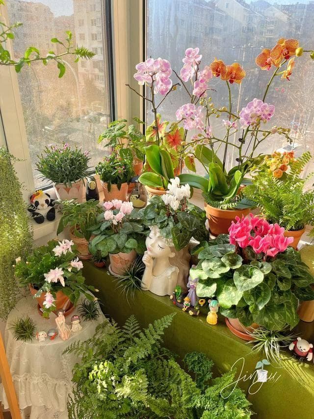 公认“室内好养”的10种花，耐半阴，花期长开花美，懒人也能养活