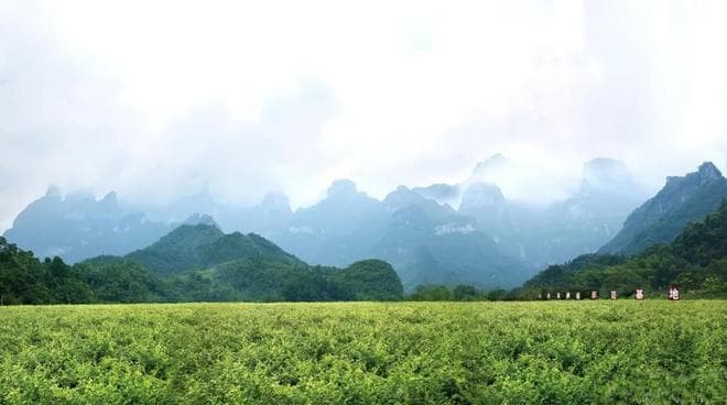莓茶是什么茶？有什么功效和禁忌？看完这篇就知道 了
