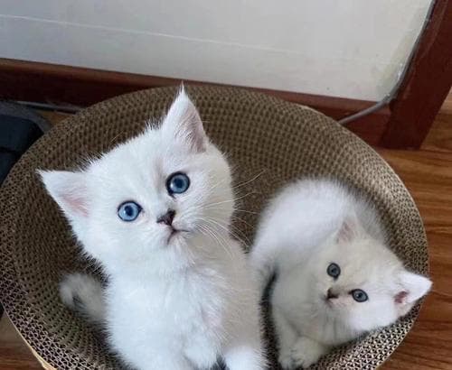 两个月大的小猫喂养指南：15个关键注意事项