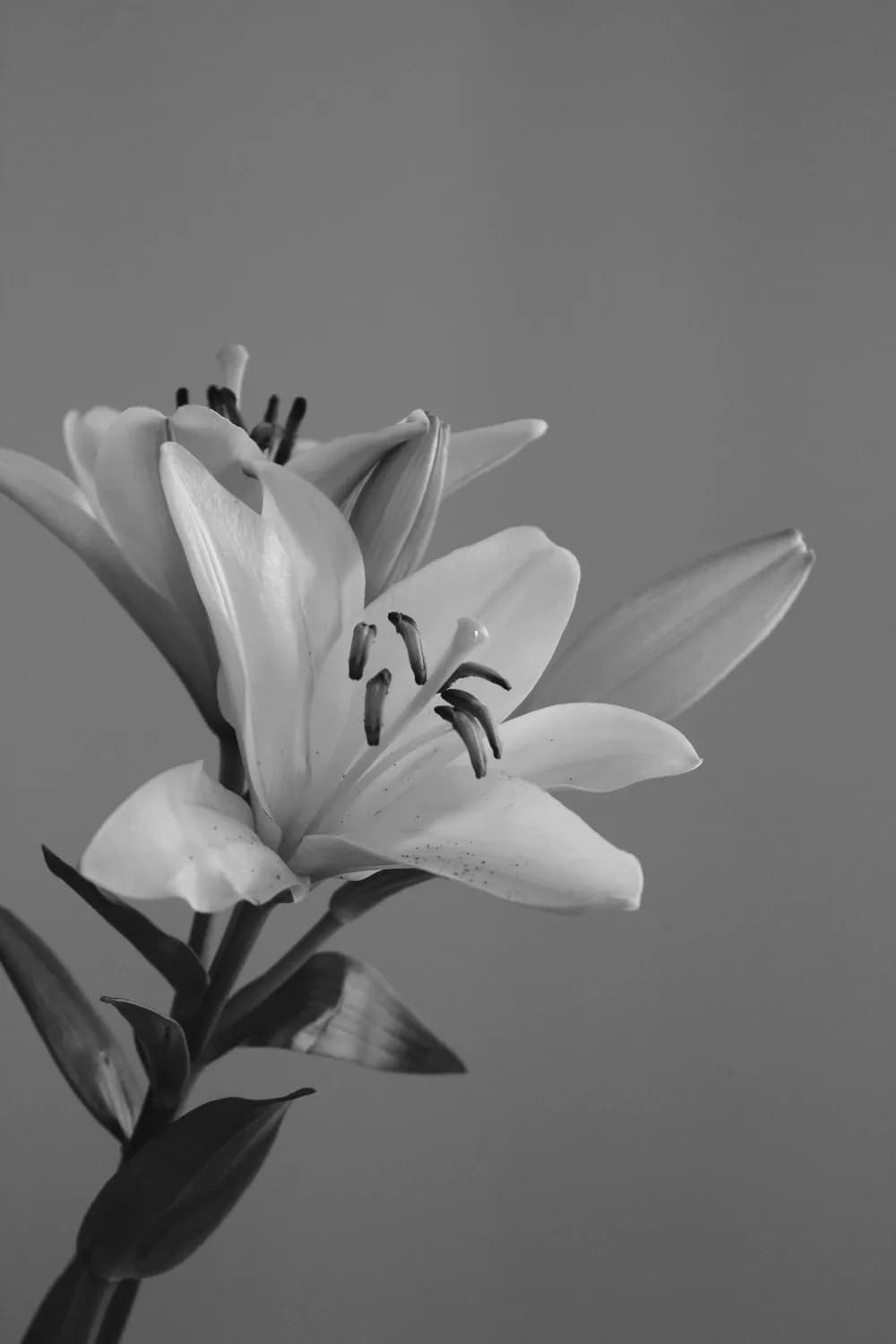 百合花婚礼布置指南：寓意美好，应用多样
